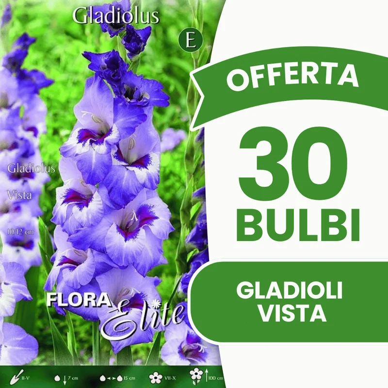 Offerta 30 Bulbi Gladioli Vista