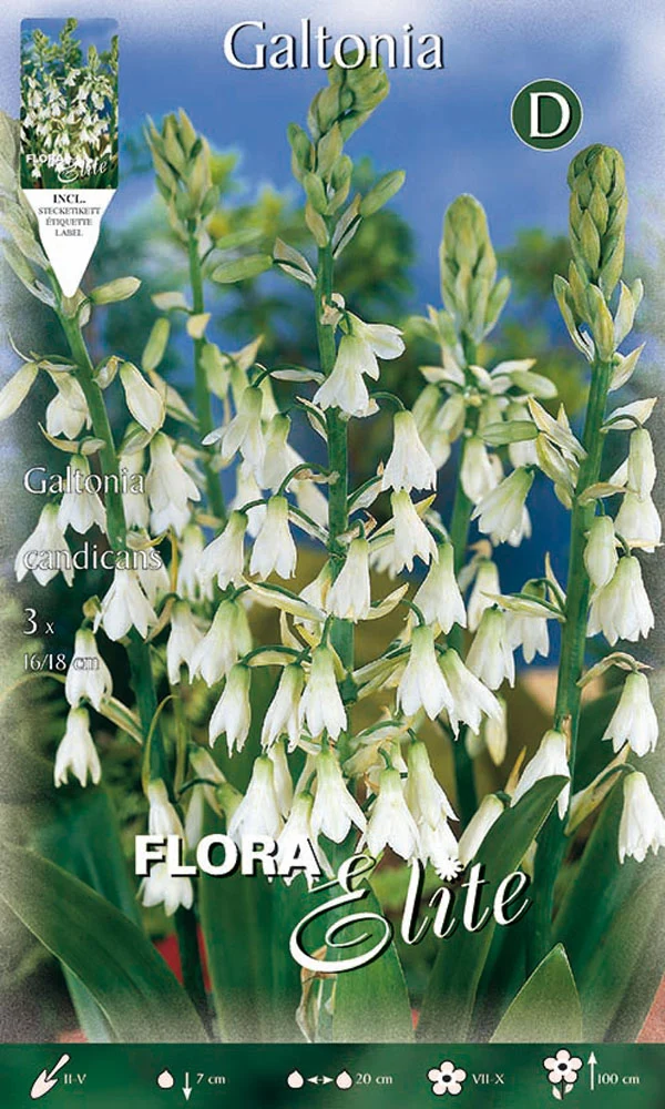 GALTONIA CANDICANS (CONFEZIONE DA 3 BULBI)