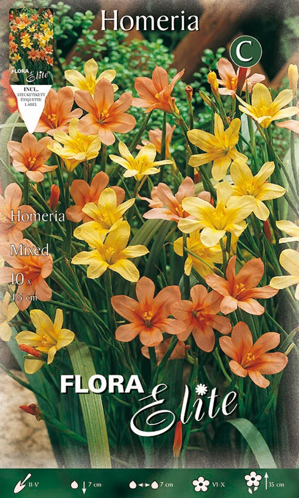 HOMERIA IN MIX DI COLORI (CONFEZIONE DA 10 BULBI)