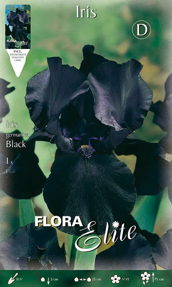 IRIS GERMANICA NERO (CONFEZIONE DA 1 BULBO)