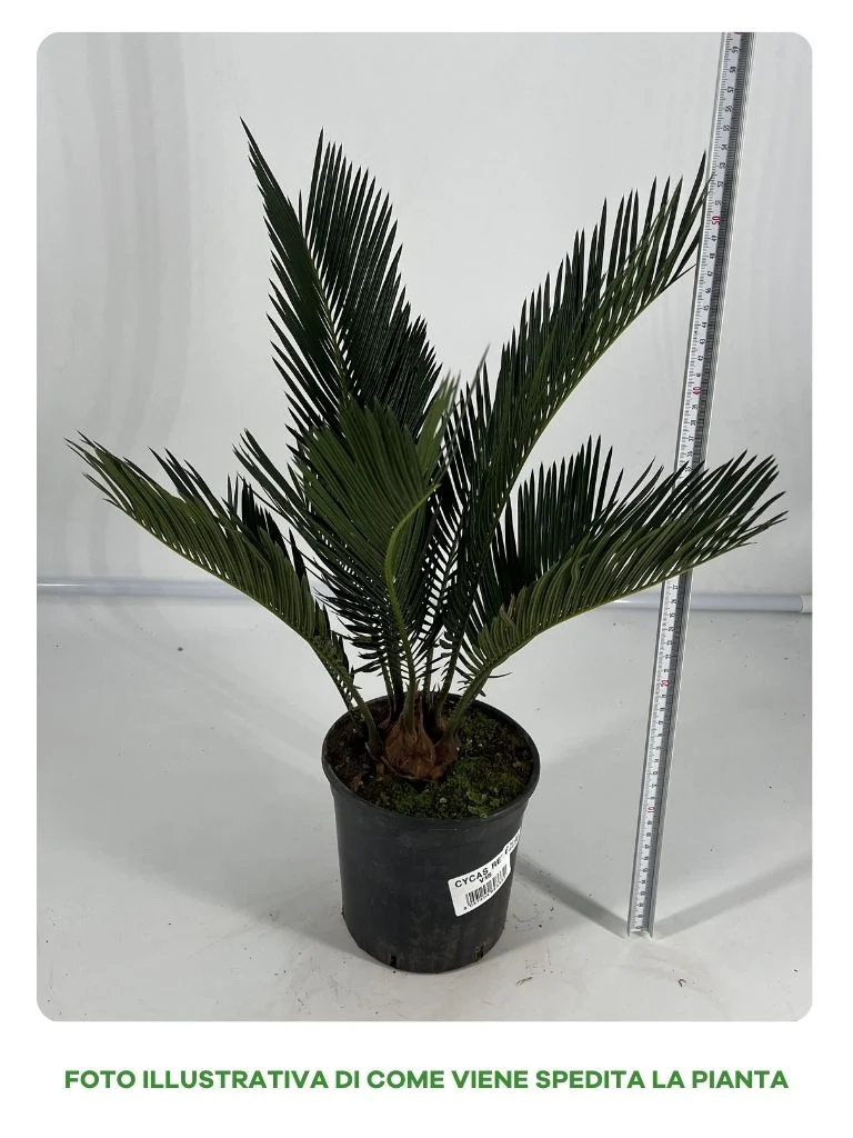 CYCAS REVOLUTA, IN VASO 15 CM