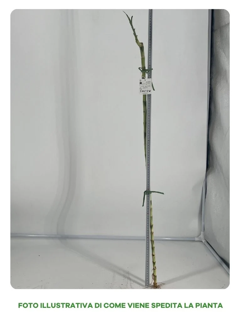LUCKY BAMBOO TRONCO 100CM (BAMBÙ DELLA FORTUNA)