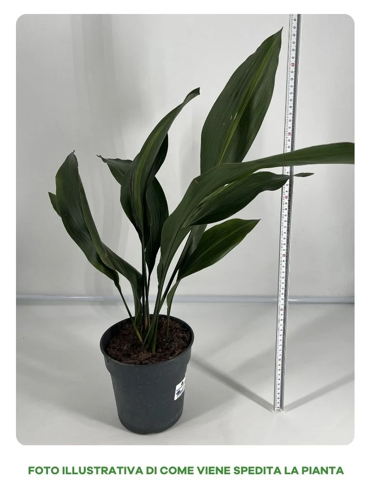 ASPIDISTRA ELATIOR VASO 17CM