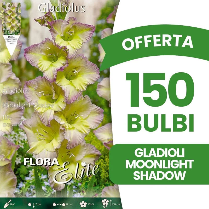 OFFERTA 150 BULBI GLADIOLI MOONLIGHT SHADOW