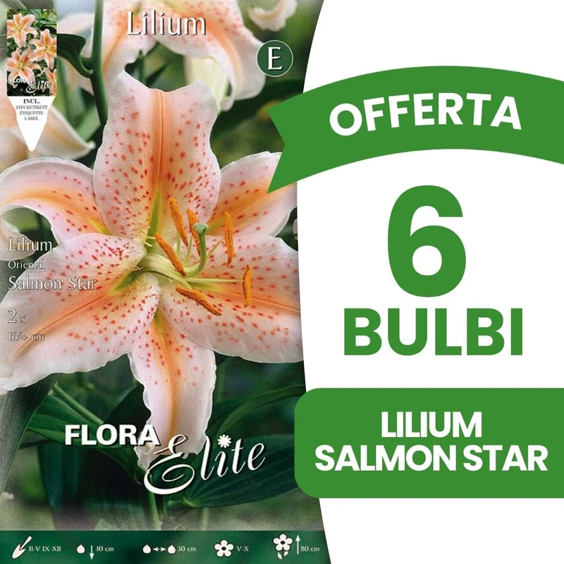 OFFERTA 6 BULBI LILIUM ORIENTAL SALMON STAR