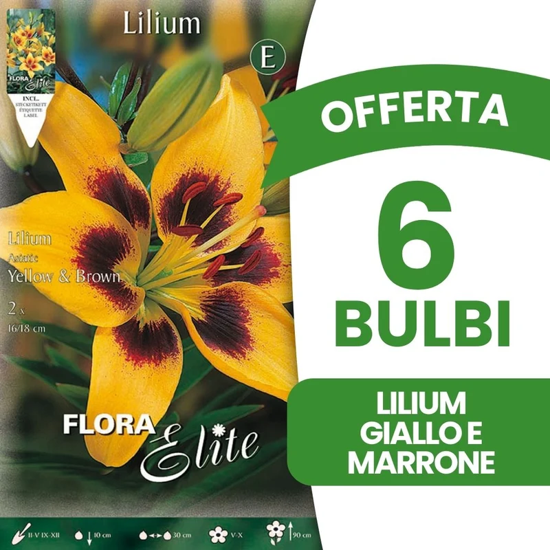 OFFERTA 6 BULBI LILIUM ASIATICI GIALLO & MARRONE