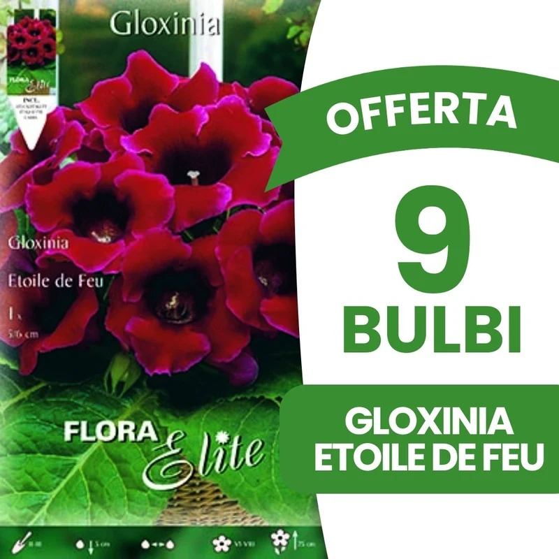 OFFERTA 9 BULBI GLOXINIA ETOILE DE FEU