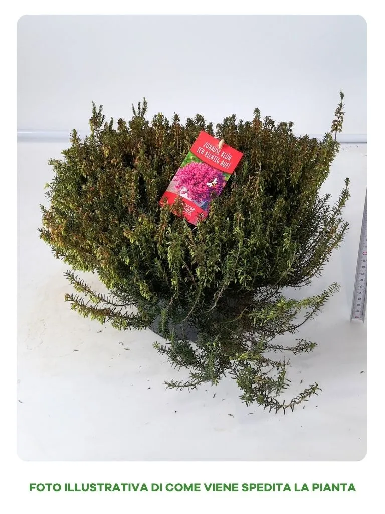 ERICA WINTER LADIES IN CIOTOLA DA 23CM