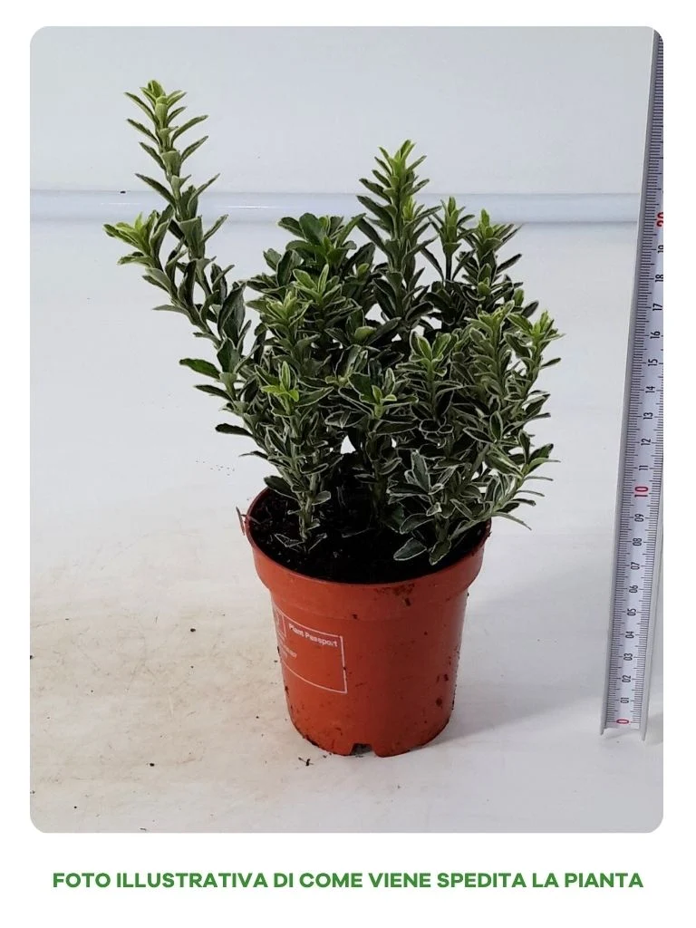 EUONYMUS MICROPHYLLUS IN VASO DA 9CM