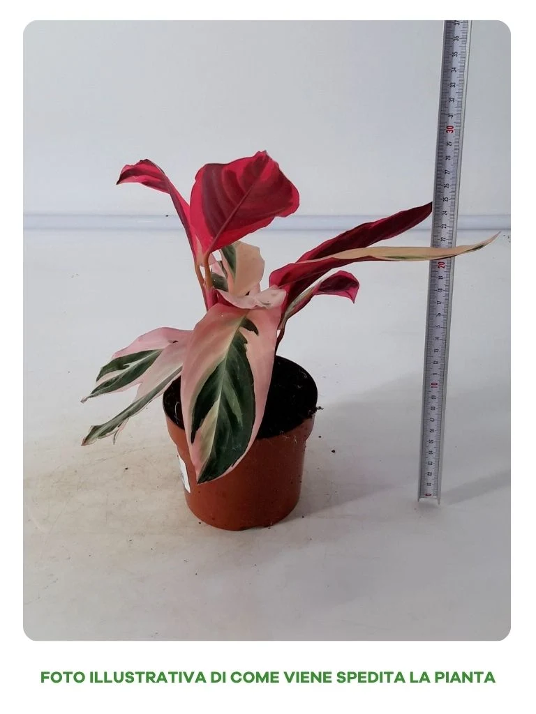 CALATHEA TRIOSTAR IN VASO DA 12CM