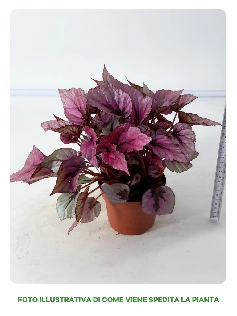 BEGONIA BELEAF INDIAN SUMMER IN VASO DA 12CM