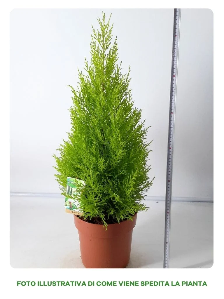 CUPRESSUS WILMA IN VASO DA 21CM