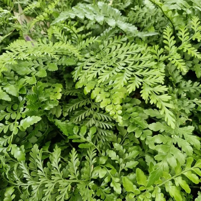 ASPLENIUM PARVATI IN VASO DA 14CM