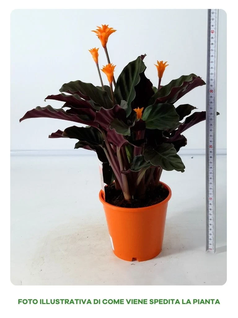 CALATHEA CROCATA TASSMANNIA IN VASO DA 14CM