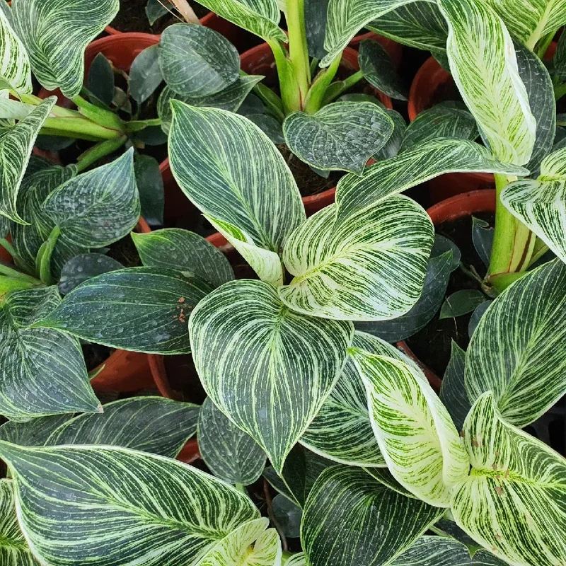 PHILODENDRON BIRKIN IN VASO DA 15CM
