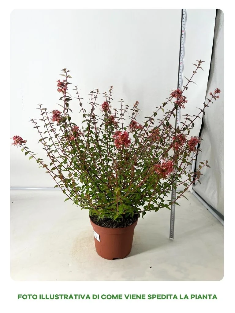 ABELIA GRANDIFLORA IN VASO DA 19CM