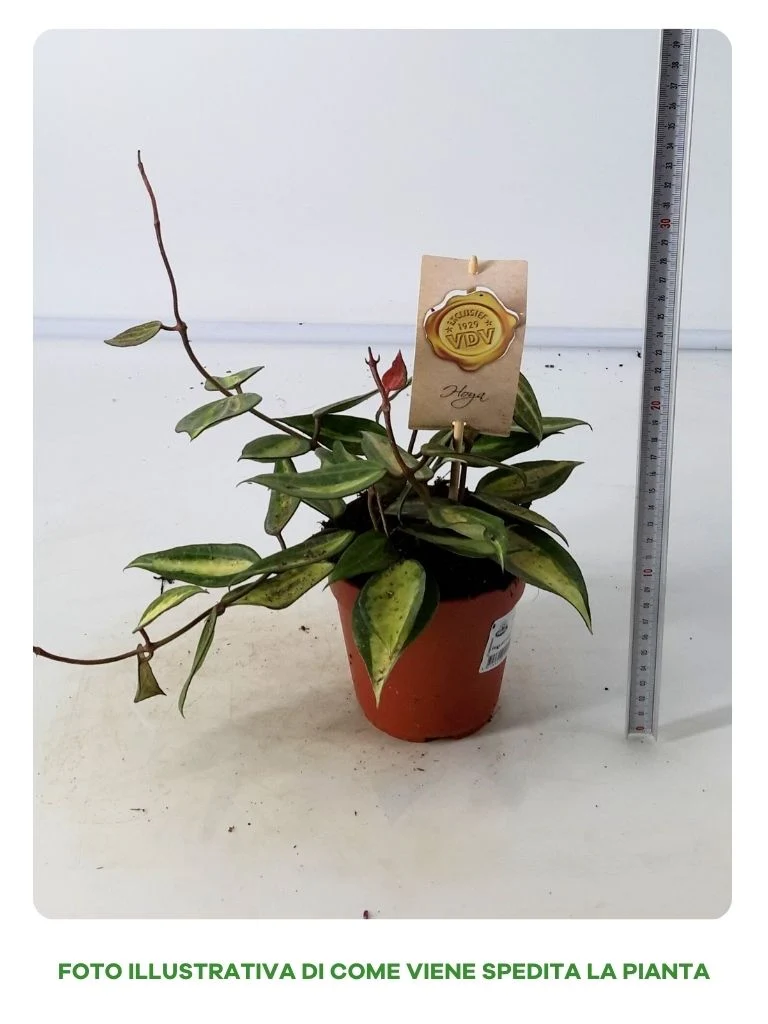 HOYA POT OF GOLD IN VASO DA 12CM