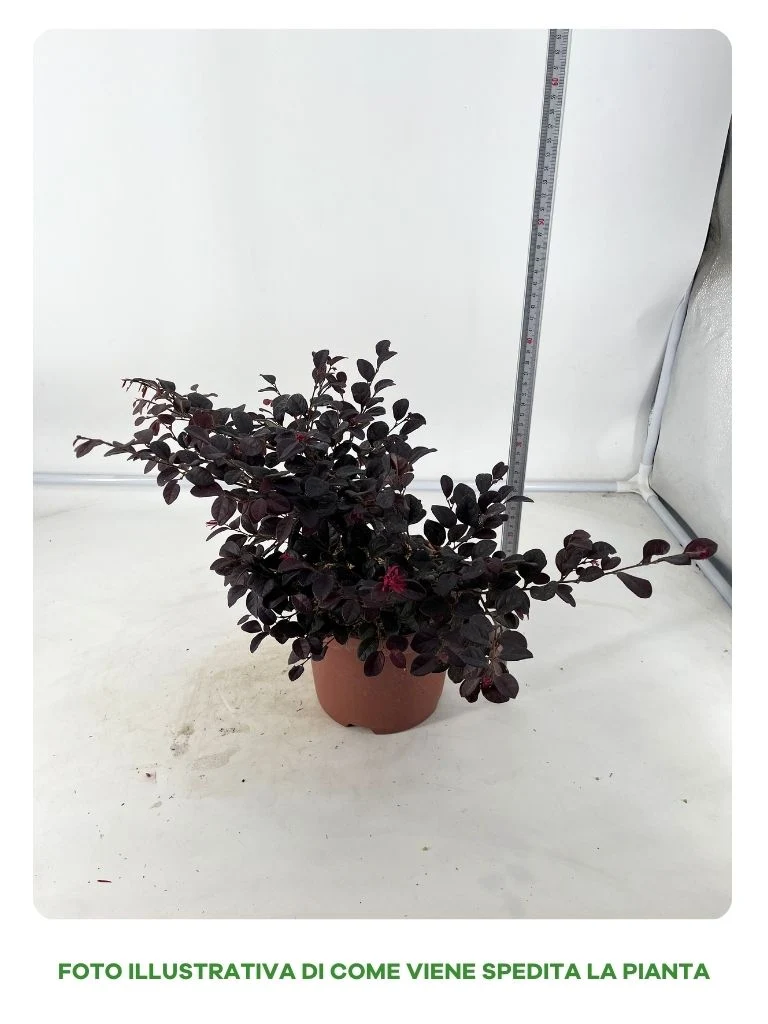LOROPETALUM CHINE BLAK ORARI IN VASO DA 19CM
