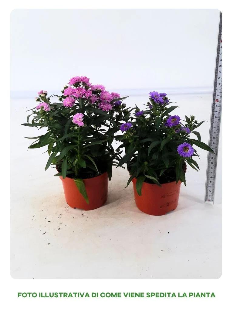 ASTER STARLETTA IN VASO DA 10,5CM BLU O ROSA