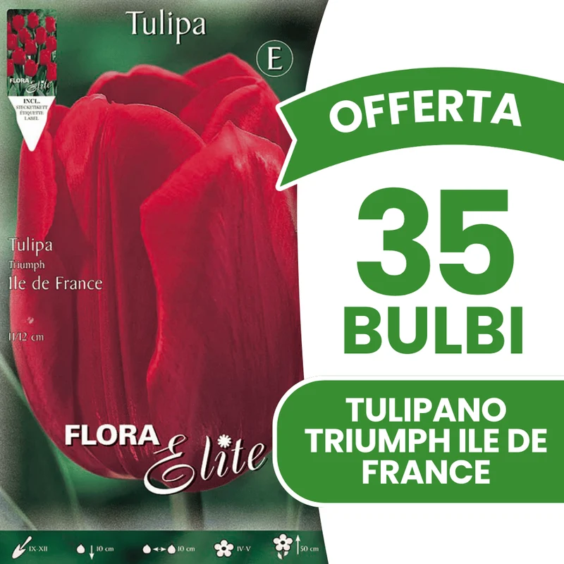 OFFERTA 35 BULBI TULIPANO TRIUMPH ILE DE FRANCE