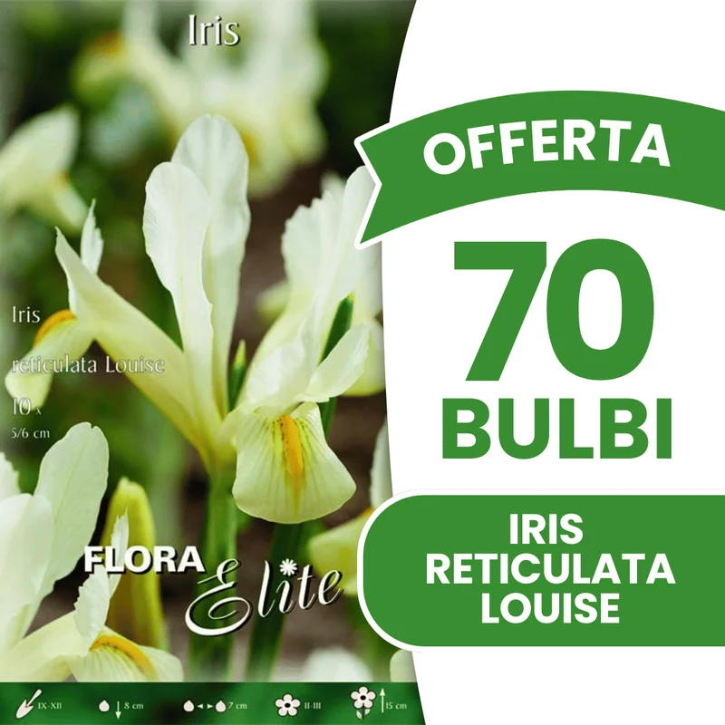OFFERTA 70 BULBI IRIS RETICULATA LOUISE
