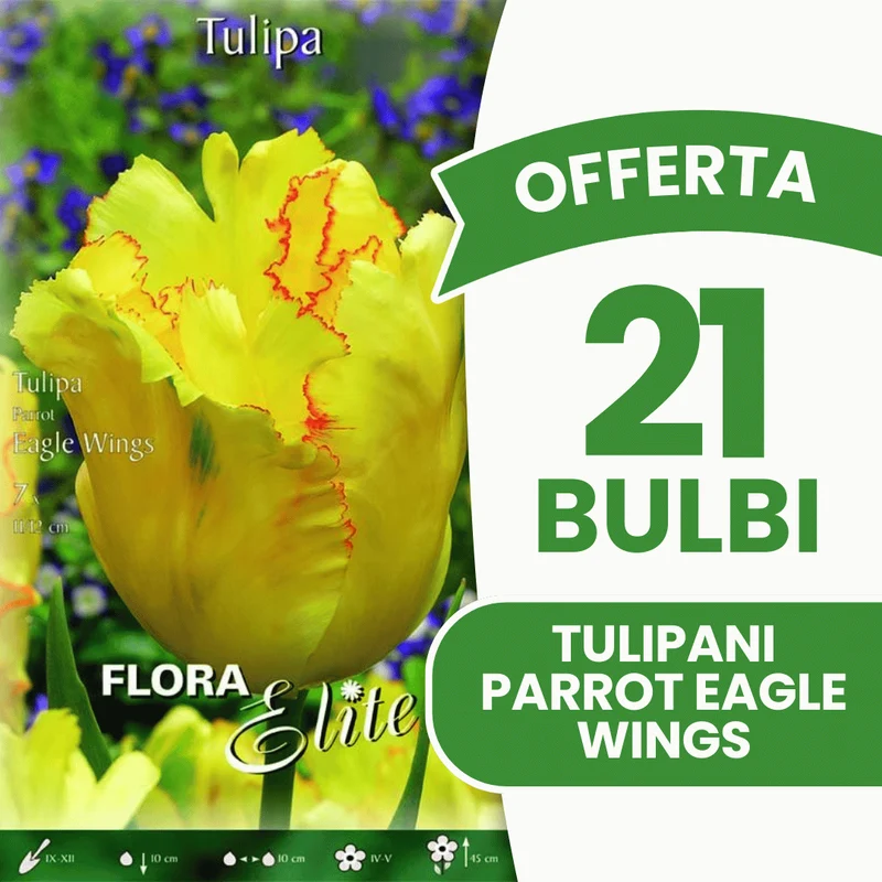 OFFERTA 21 BULBI TULIPANO PARROT EAGLE WINGS