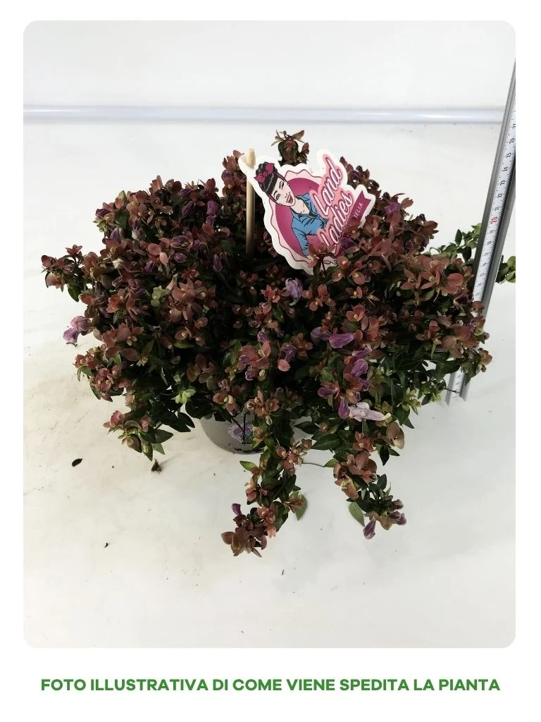 ABELIA IN VASO DA 13CM VARIETA' ASSORTITA