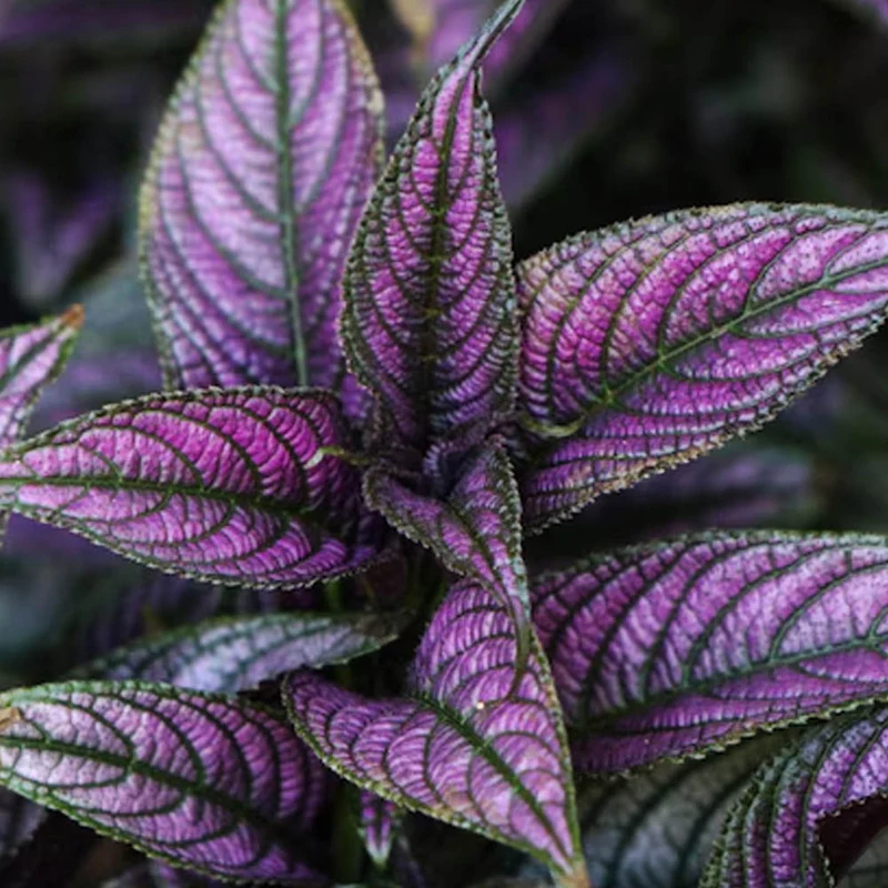 STROBILANTHES VIOLA IN VASO DA 13CM