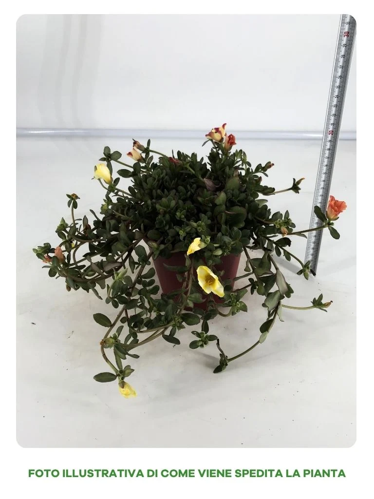PORTULACA CONFETTI IN VASO DA 14CM