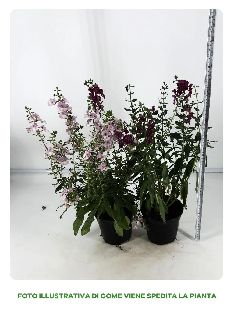 ANGELONIA IN VASO DA 14CM COLORI ASSORTITI