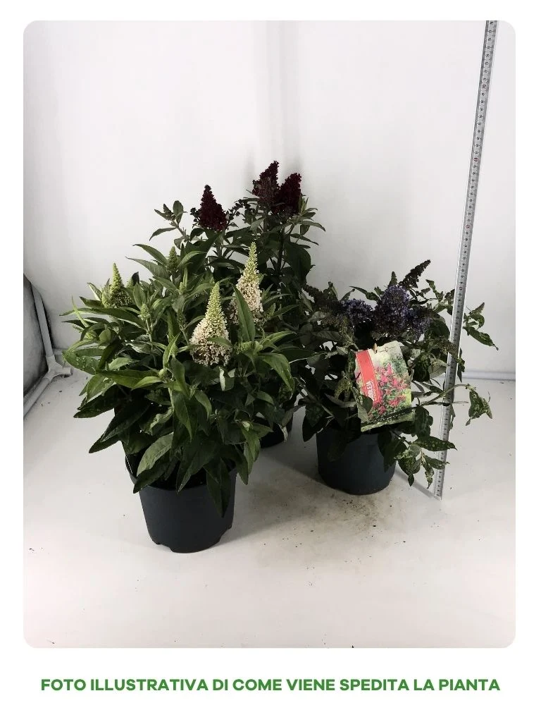 BUDDLEYA BUTTERFLY CANDY IN VASO DA 19CM ASSORTITA (BIANCA, VIOLA, PORPORA)