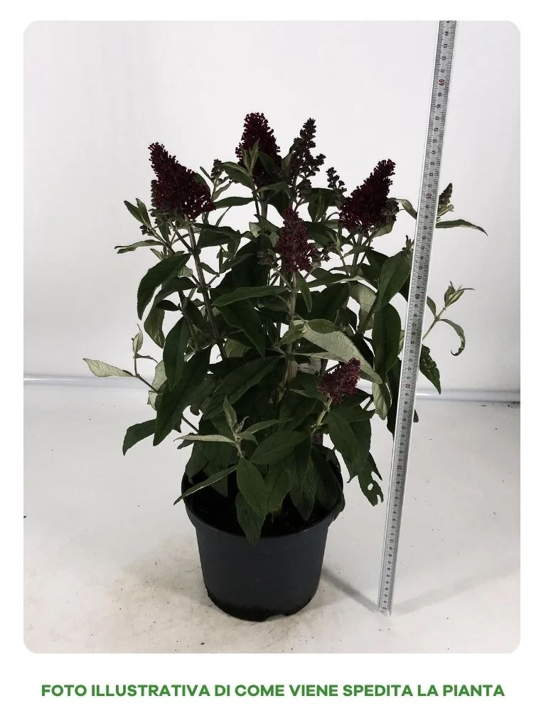BUDDLEYA BUTTERFLY CANDY IN VASO DA 19CM ASSORTITA (BIANCA, VIOLA, PORPORA)