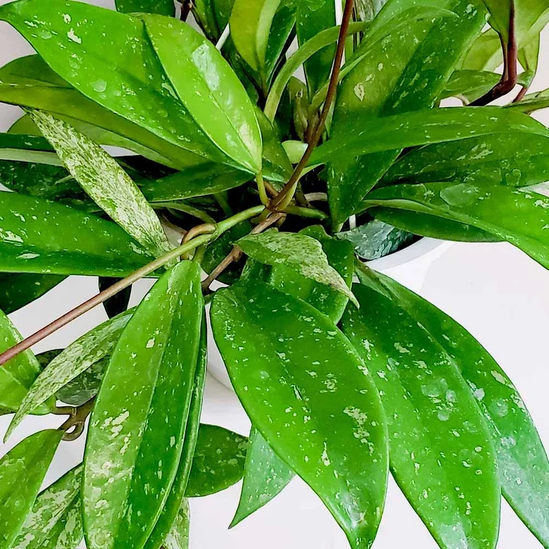 HOYA PUBLICALIX IN BASKET DA 14CM