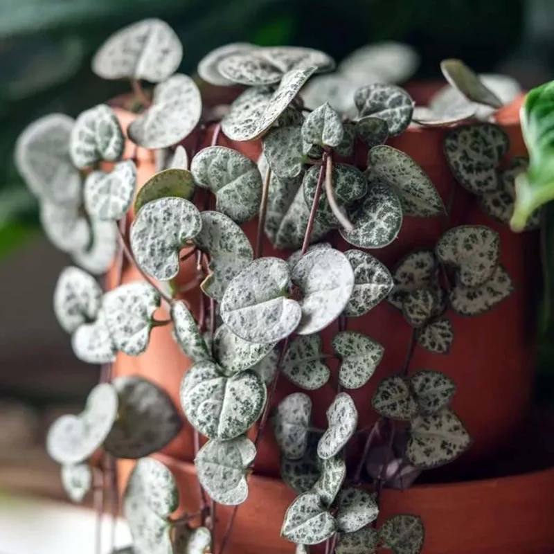 CEROPEGIA IN BASKET DA 12CM