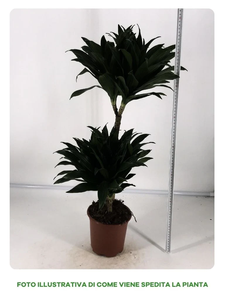 DRACENA FRAGRANCE COMPACTA IN VASO DA 16CM