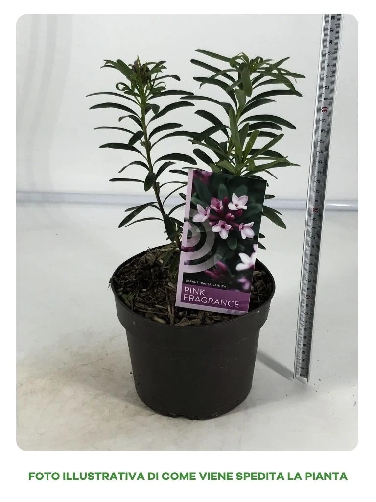DAFNE PINK FRAGRANCE IN VASO DA 17CM