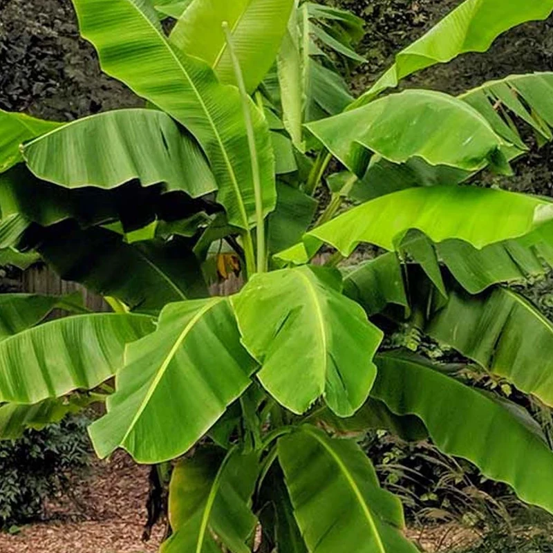 MUSA BASJOO IN VASO DA 20CM