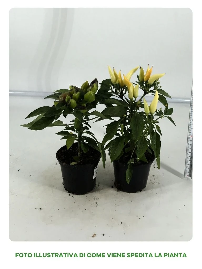 CAPSICUM IN VASO DA 10CM