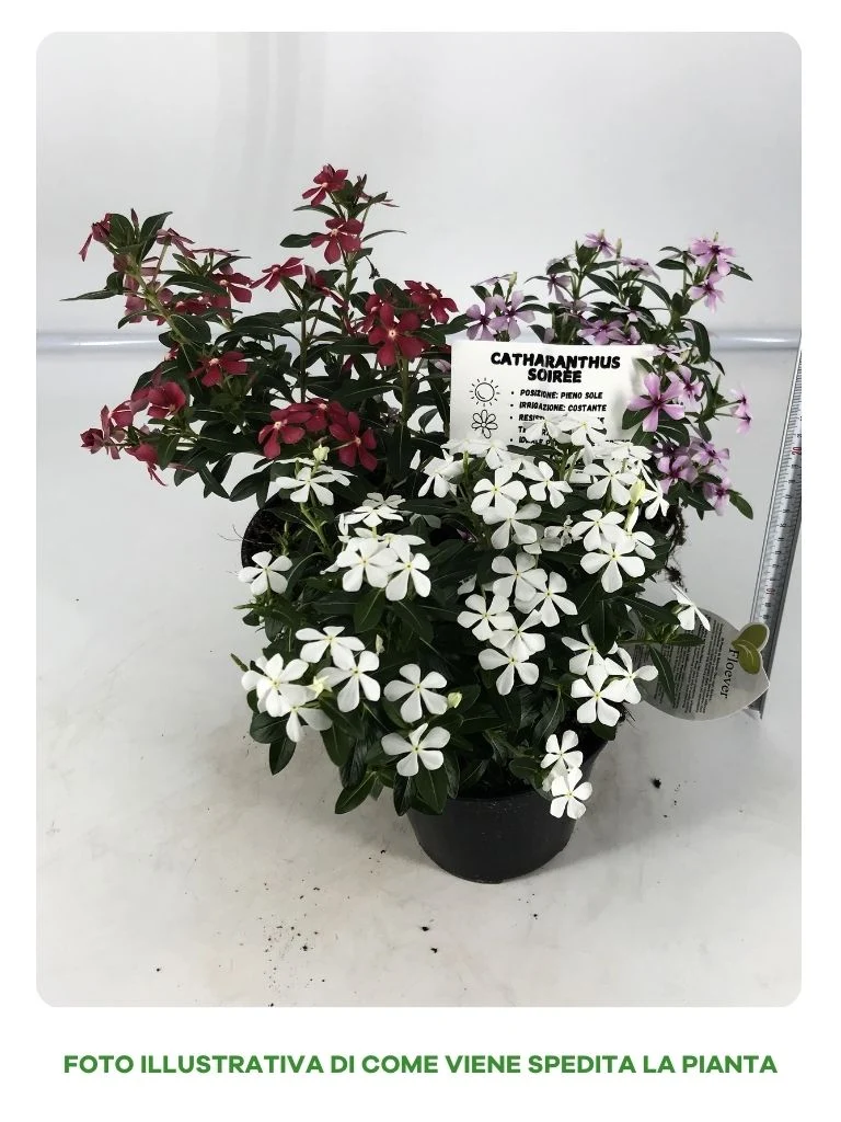 CATHARANTHUS IN VASO DA 14CM COLORI ASSORTITI