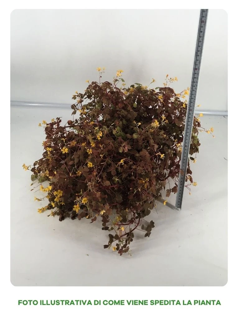 OXALIS SUNSET VELVET IN VASO DA 17CM
