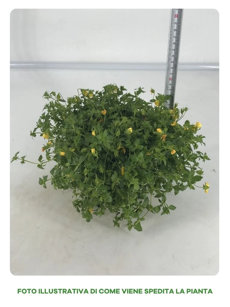 MERCADONIA IN VASO DA 14CM