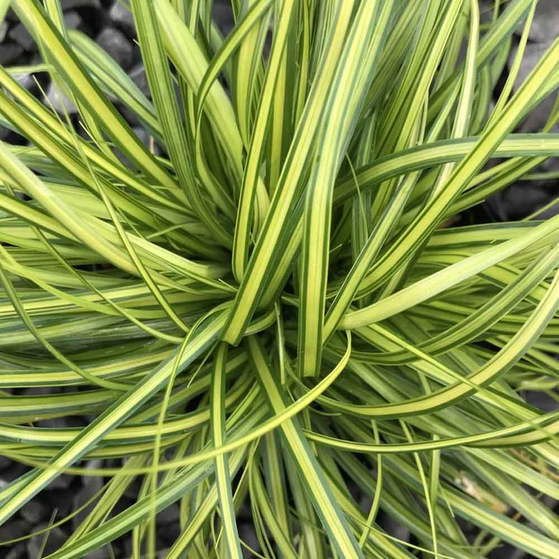 CAREX OSHIMENSIS EVERGOLD IN VASO DA 17CM