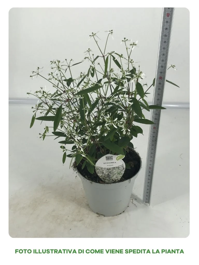 EUPHORBIA DIAMOND FROST IN VASO DA 14CM