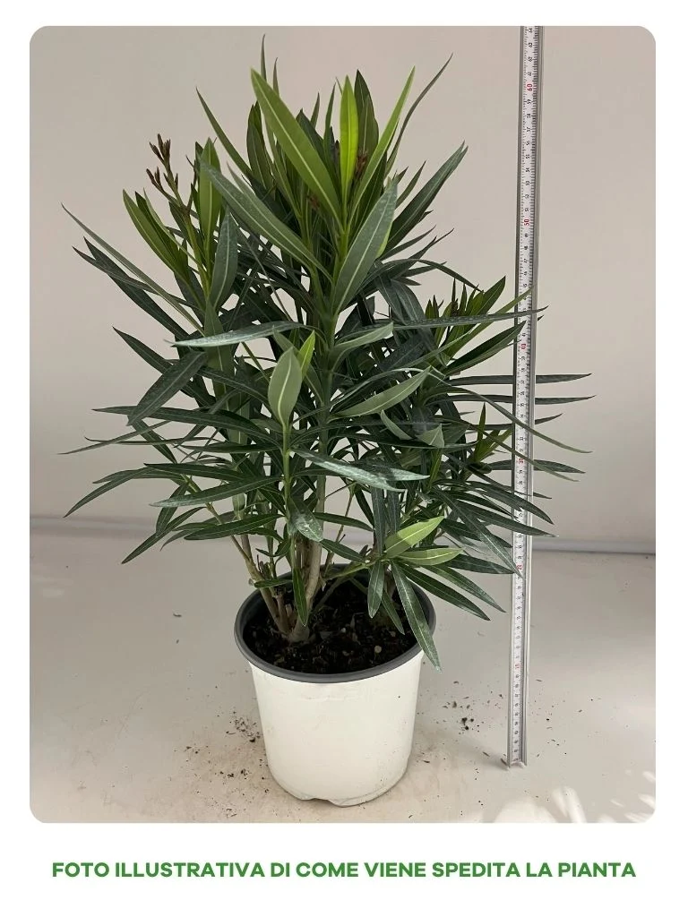 NERIUM OLEANDRO ROSSO IN VASO DA 19CM