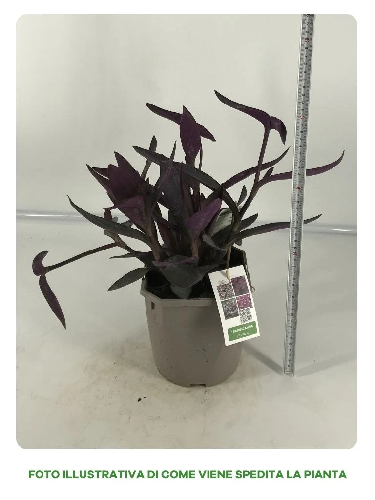 TRADESCANTIA RUPPIUS IN VASO DA 18CM