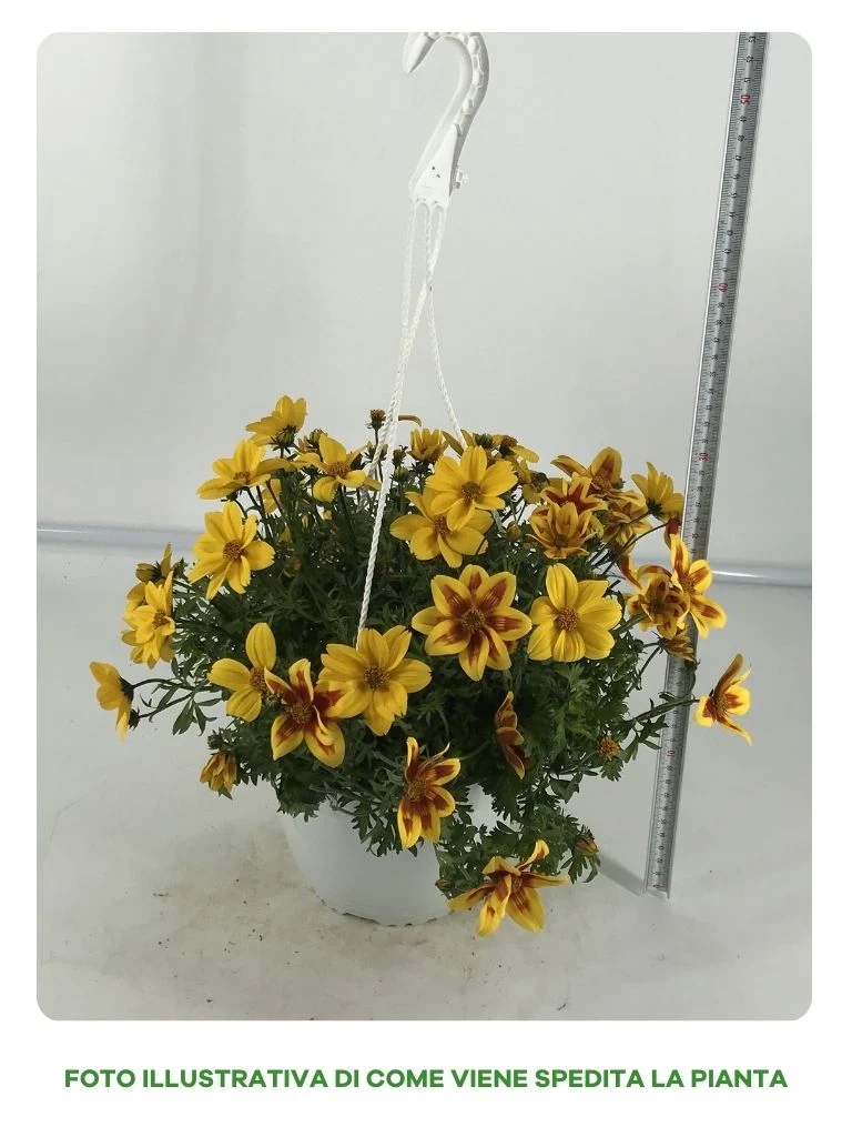 BIDENS TRIO IN VASO BASKET DA 18CM