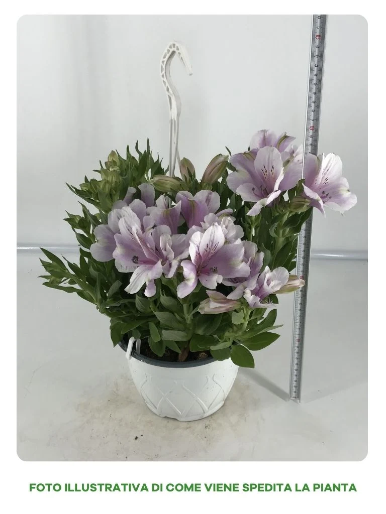 ALSTROEMERIA IN VASO A BASKET DA 18CM