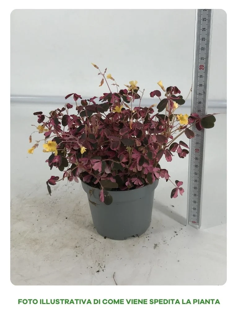 OXALIS VULCANO ROSA IN VASO DA 10CM