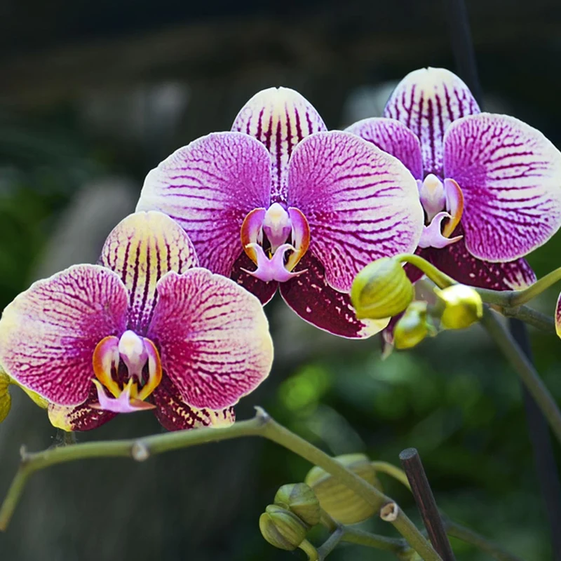 PHALENOPSIS IN VASO DA 9CM COLORI ASSORTITI