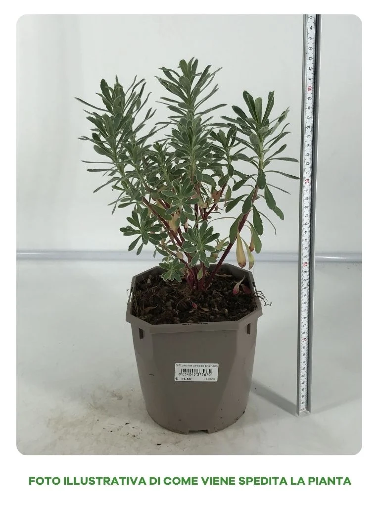 EUPHORBIA CHARACIS SILVER EDG IN VASO 17CM